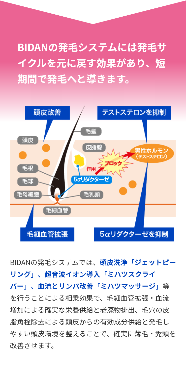 BIDANの発毛システムには発毛サイクルを元に戻す効果があり、短期間で発毛へと導きます。