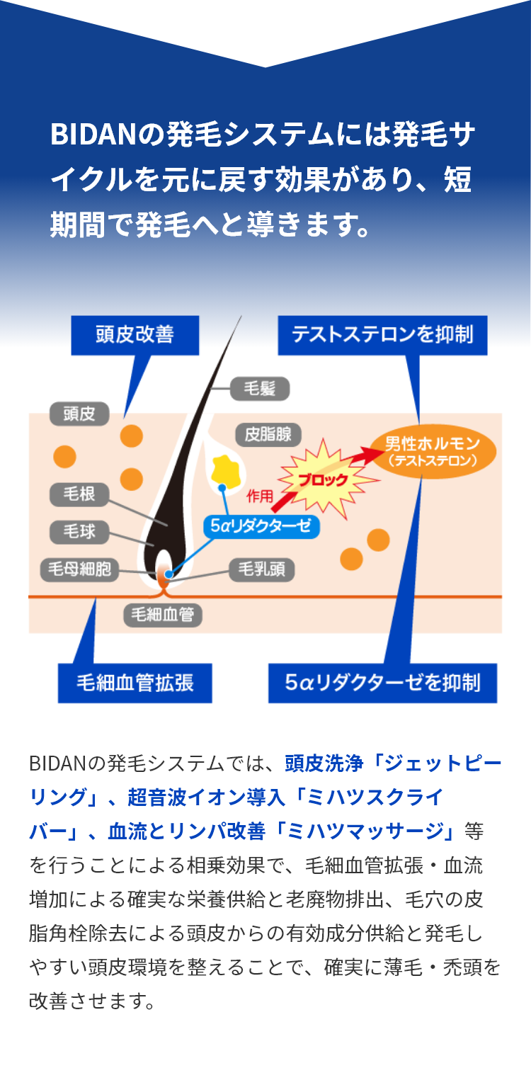 BIDANの発毛システムには発毛サイクルを元に戻す効果があり、短期間で発毛へと導きます。
